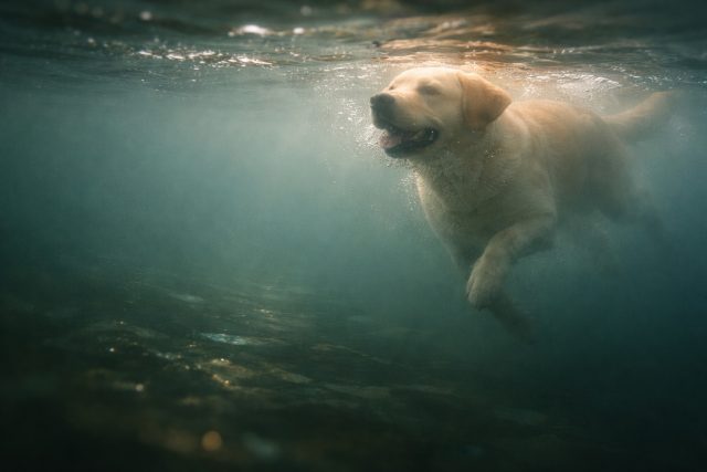 Labrador Retriever Fully Submerged Underwater Wallpaper