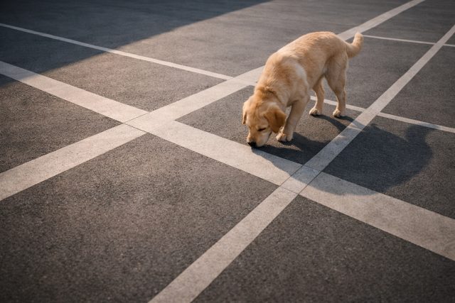 Labrador Retriever on Geometric Urban Street Lines Wallpaper