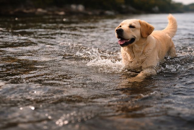 Labrador Retriever Wading Calm River Water Wallpaper
