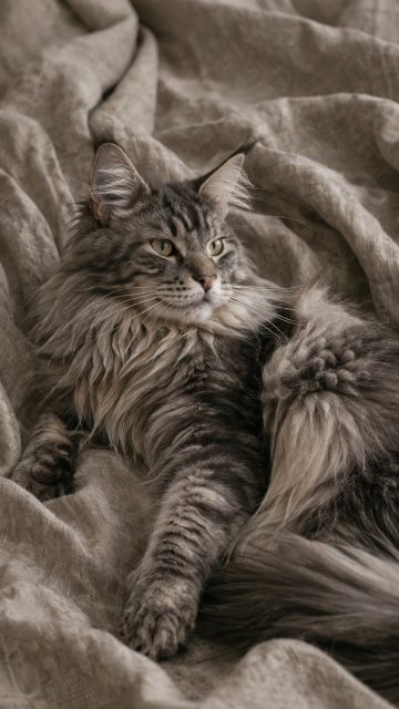 Maine Coon Cat Resting on Soft Fabric Texture Wallpaper