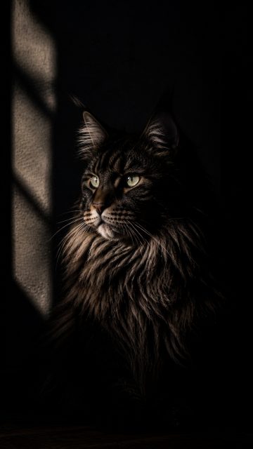Maine Coon Cat Shadow Silhouette in Dark Light Wallpaper
