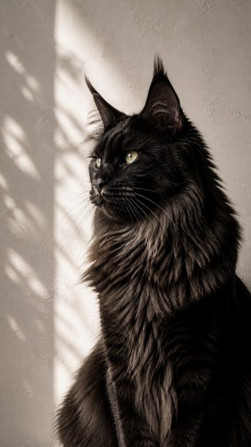 Maine Coon Cat in Dramatic Dark Contrast Portrait Wallpaper