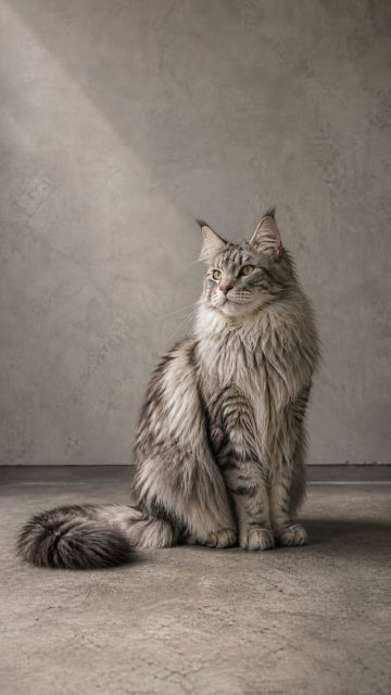 Maine Coon Cat Sitting Full Body in Soft Room Light Wallpaper