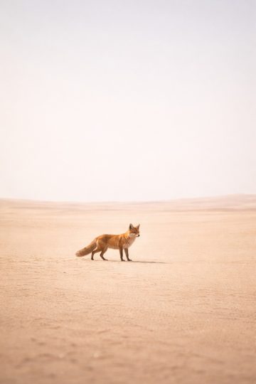 Minimal Fox in Quiet Desert Landscape Wallpaper