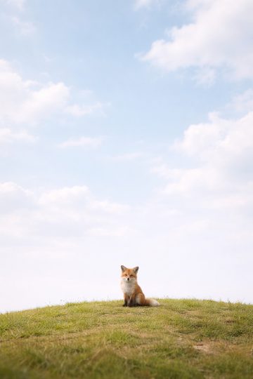 Minimal Fox Sitting on Grass Hill Under Open Sky Wallpaper