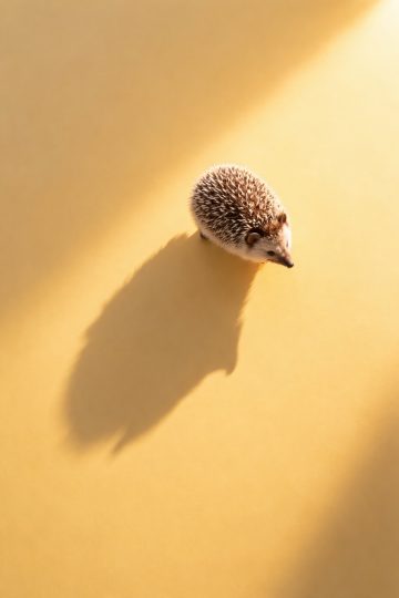 Minimal Hedgehog with Long Shadow Sunlight Wallpaper