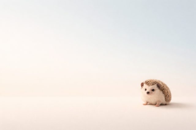 Minimal Hedgehog with Clean Empty Space Wallpaper