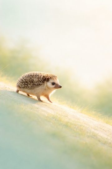 Minimal Hedgehog Walking in Soft Light Wallpaper