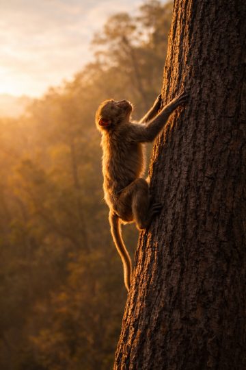Monkey Climbing Tree Golden Backlight Wallpaper