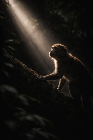 Monkey Light Beam Forest Cinematic Wallpaper