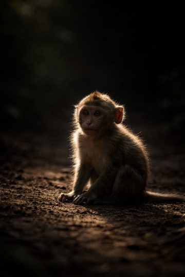 Monkey Dark Forest Cinematic Lighting Wallpaper