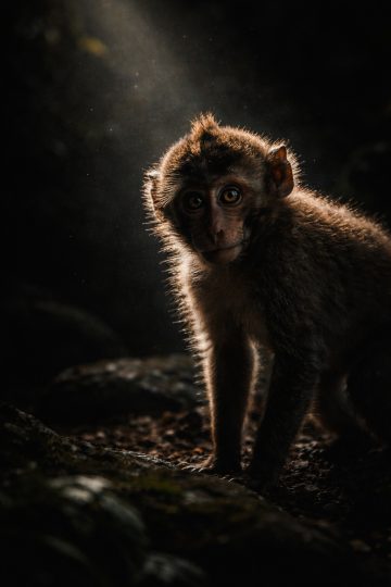 Monkey Dark Rim Light Portrait Wallpaper