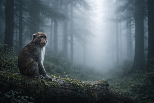 Monkey Misty Forest Depth Wallpaper