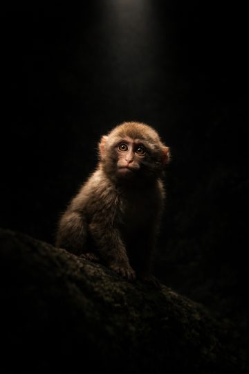 Monkey Low Key Portrait Dark Wallpaper