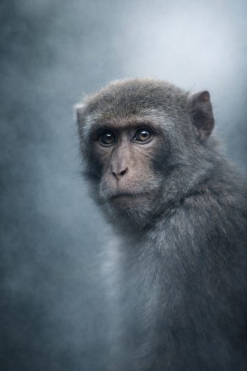 Monkey Portrait Foggy Mood Wallpaper