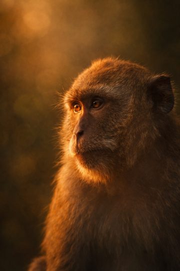 Monkey Portrait Golden Hour Closeup Wallpaper