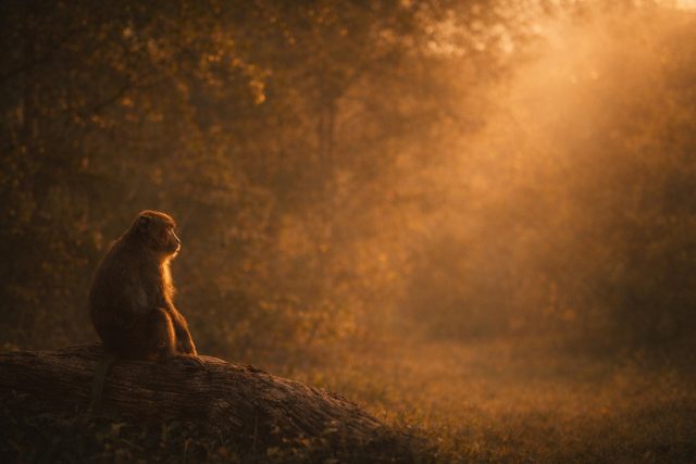 Monkey Silhouette Golden Fog Forest Wallpaper