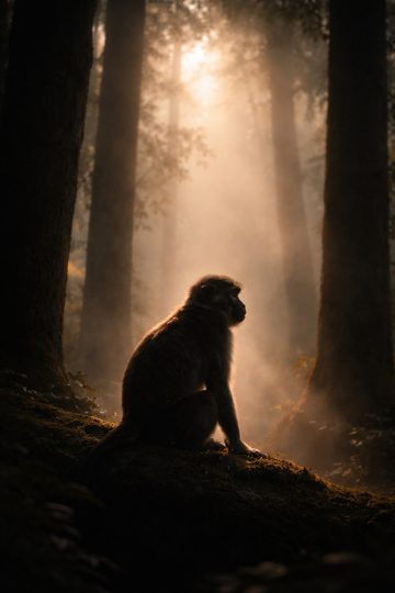 Monkey Silhouette Mist Light Rays Wallpaper