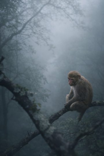 Monkey Misty Forest Atmosphere Wallpaper