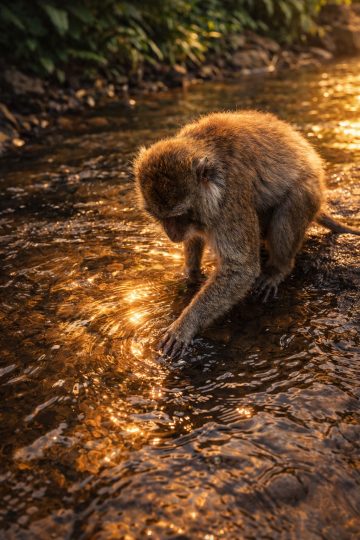 Monkey Touching Water Golden Reflection Wallpaper