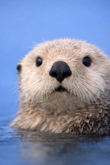 Otter Close-Up Face in Water with Soft Blue Background Wallpaper