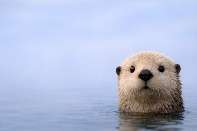 Otter Face Close-Up with Minimal Water Background Wallpaper