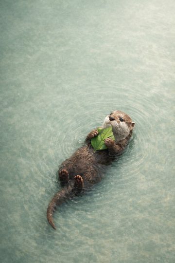 Otter Floating with Leaf in Minimal Water Scene Wallpaper