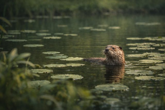 Otter Floating Among Lily Pads in Calm Pond Wallpaper