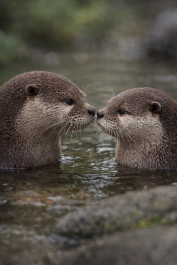 Two Otters Touching Noses in Calm Water Wallpaper