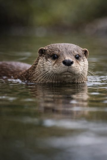 Close-Up Otter Swimming in Calm Water Wallpaper