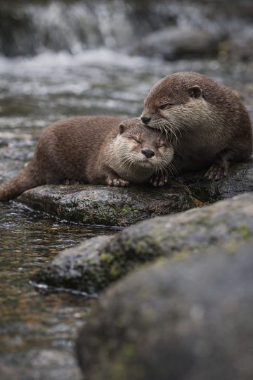 Two Otters Resting Together on River Rock Wallpaper