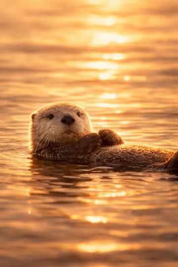 Otter Floating at Sunset in Golden Light Wallpaper
