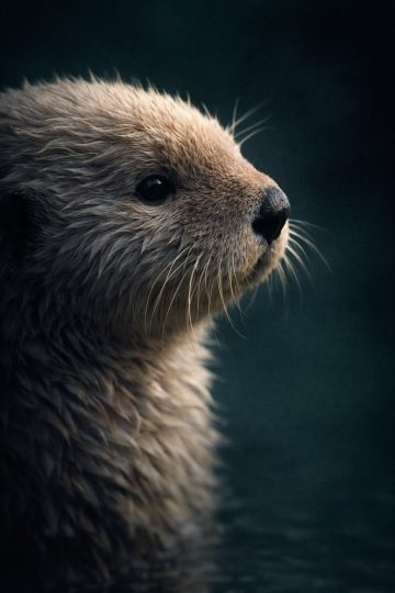 Otter Side Profile Close-Up with Dark Moody Background Wallpaper