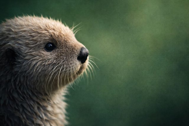 Otter Side Profile Close-Up with Green Blur Background Wallpaper
