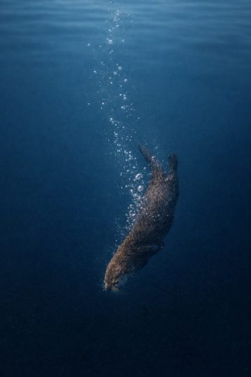 Otter Diving Deep with Rising Bubbles Wallpaper