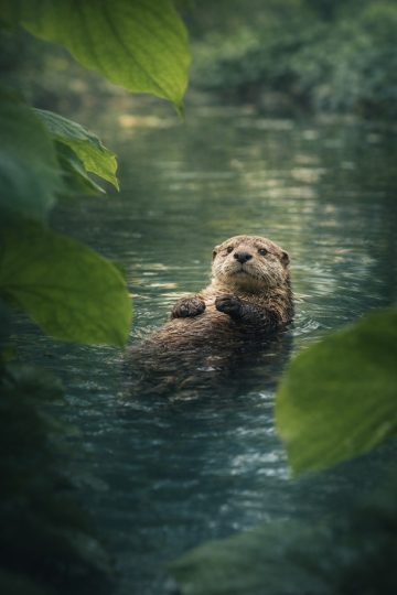 Otter Floating Calmly on a Forest River Wallpaper