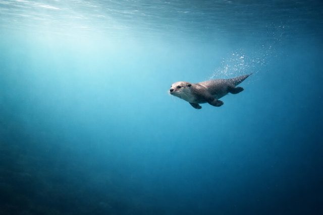 Minimal Otter Swimming in Open Blue Water Wallpaper