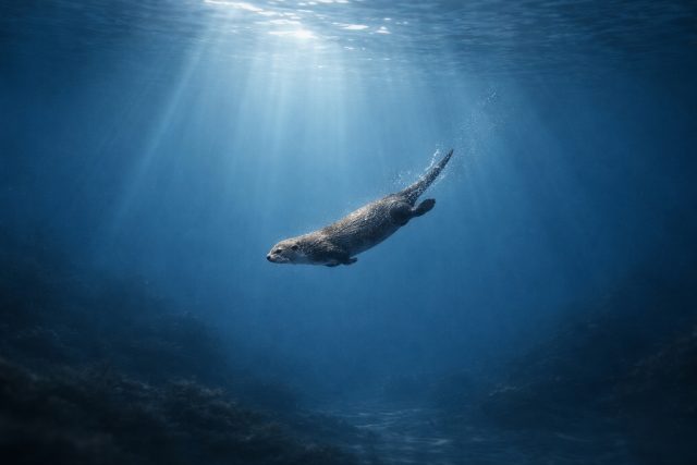 Otter Gliding Through Deep Blue Water Wallpaper
