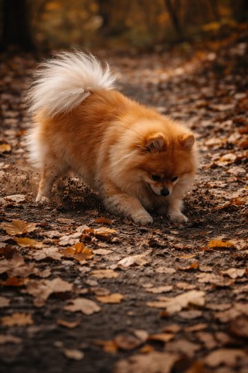 Pomeranian Digging Through Leaves Playful Autumn Scene Wallpaper