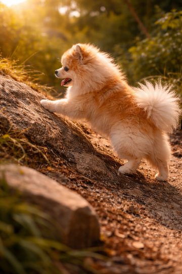 Pomeranian Climbing a Sunlit Rock at Golden Hour Wallpaper