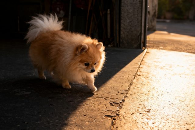 Pomeranian Walking Through Light and Shadow at Golden Hour Wallpaper