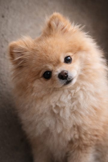 Pomeranian Head Tilt Close Up with Soft Background Wallpaper