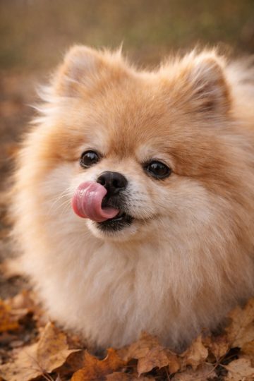 Pomeranian Licking Nose in Autumn Close Up Wallpaper