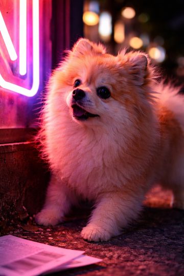 Pomeranian by Neon Lights in Urban Night Scene Wallpaper