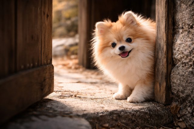 Pomeranian Peeking from Doorway in Warm Outdoor Light Wallpaper
