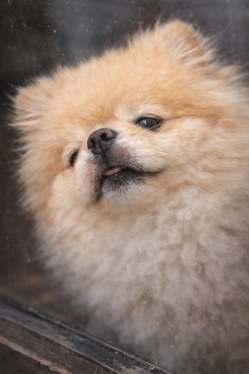 Pomeranian Close Up Behind Window with Soft Focus Wallpaper