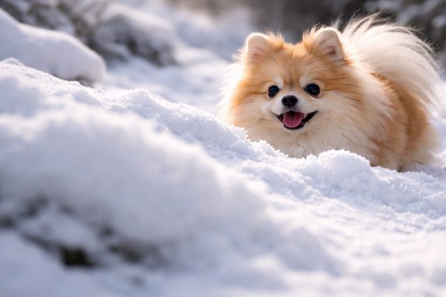 Pomeranian Peeking Over Snow Ridge in Warm Light Wallpaper