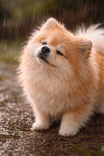Pomeranian Enjoying Gentle Rainfall Close Up Wallpaper