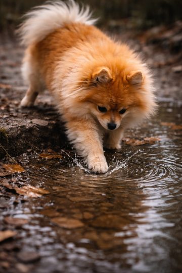 Pomeranian Splashing Water with Paw in Rainy Path Wallpaper