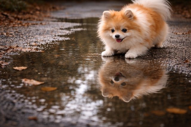 Pomeranian Reflected in Rain Puddle on Forest Path Wallpaper